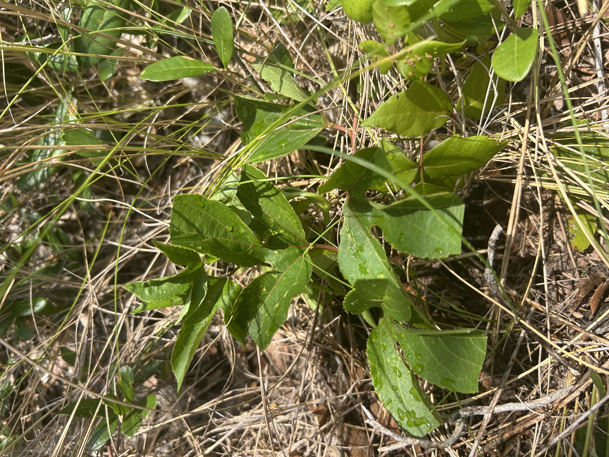 Volunteer conservation work