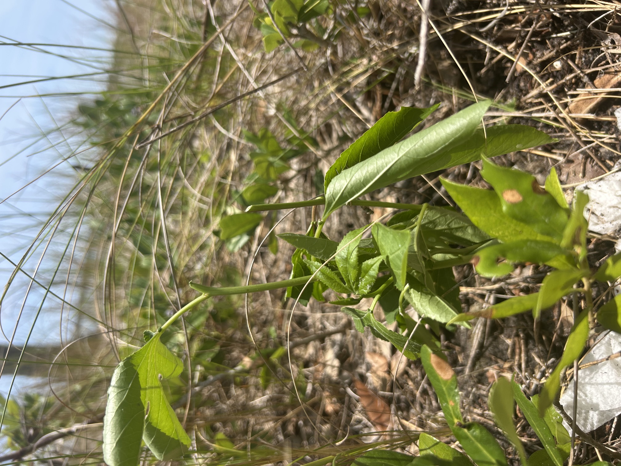 Volunteers supporting butterfly habitat restoration